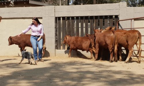 Cattle Dog News