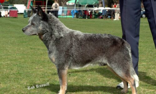 ACD KUSA BREED STANDARD